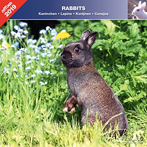 Download LAPINS 2019 - CALENDRIER AFFIXE (RABBITS) Download LAPINS 2019 - CALENDRIER AFFIXE (RABBITS)