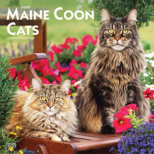 Télécharger Maine Coon Cats 2020 Calendar Livre eBook France