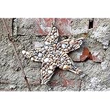 Rustikale Seestern Muschel Dekor Nautische Ornament Haus Dekor Ornament Hüttenschmuck Küstenschmuck Strandhochzeit Ozean Dekor Zeichen Kunst Bauernhaus Dekor Seestern Holz Wand hängen Kinderzimmer dekor Strandhaus dekor Verzierung Badezimmer Wandkunst Ozean Seestern Küstenschild