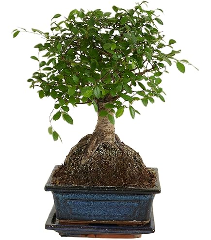 KENTIS Bonsai Ficus Microcarpa – Echter Zimmerbonsai In Keramiktopf, 45-55 Cm
