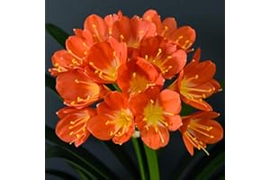 THOMPSON & MORGAN Clivia miniata Bright Orange House Plant Flowering Houseplant Plants Easy to Grow Your Own 1x 13cm Potted Plant by Thompson and Morgan