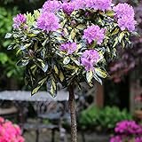 Rosenstrauch Rosenstrauch