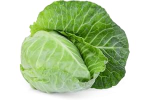 ACQUA TOWER GROWING SYSTEMS Cabbage Plants, 'Hispi Sweetheart', 12 x Large Veg Plants Ready to Plant Now, Winter Vegetable Plants, Sweetheart Cabbage, Winter Cabbages, Garden Ready, Premium Quality Vegetables