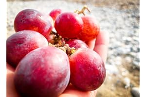 GROW YOUR SECRET GARDEN Giant Red Globe Grape Seeds - Biggest Variety, Juicy Fruits