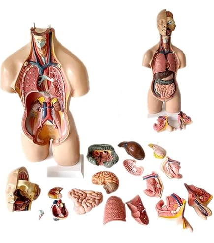 Vinbcorw 4D Corpo Umano Modello Corpo Corpo Corpo Corpo anatomico Organi Interni Medici Anatomici, Modello 4D di Assemblaggio Anatomico di Organi Umani, per l'Insegnamento Scuola di Educazione,55cm