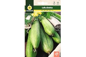 M MASCARELL SEMILLAS DESDE 1920 Mascarell Semillas, LUFFA CYLINDRICA, Semillas Flores Exterior para Decoración, 0,8 Gramos