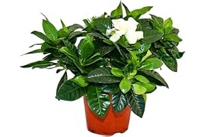 Gardenia - Doftande blommande växt med krämvita färgade blommor, 12 cm kruka