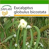 semillas eucalipto Para el éxito de la propagación utilice sustrato de fibra de coco aséptica y respirable.