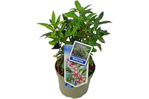 HARRO'S PFLANZENWELT Sarcococca Humilis 'Purple Gem '- duftende Schattenblume Himalaya Schleimbeere- winterharter, wintergrüner, blühender Strauch 17 cm Topf als Kübelpflanze - für Balkon, Terrasse, Garten