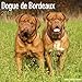 Produktbild Dogue de Bordeaux Calendar 2018