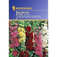 Kiepenkerl Stockrosen-Mischung