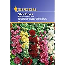 Alcea Rosea Mischung — Bunte Stockrosen-Samen Für Den Garten | Bis 180 Cm Hoch, Bienenfreundlich
