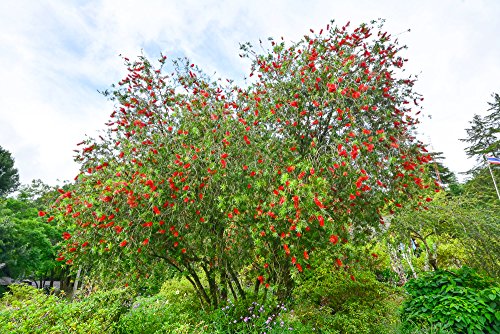 Callistemon Australischer Lampenputzer Zylinderputzer Zierpflanze Zitronenduft – verschiedene Größen (100-120cm – Topf 30cm) - 3