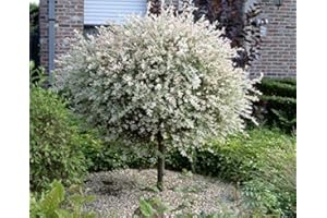 PILLE BAUMSCHULEN Salix Hakuro Nishiki Japanese Harlequin Willow Trunk - Various Sizes