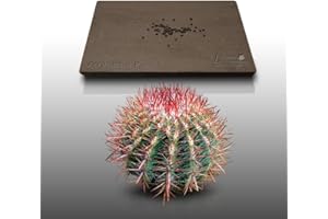 LE GRENIER D'ABONDANCE LES GRAINES QUI DONNENT ENVIE 50 graines à semer - Le Grenier d'Abondance - CACTUS Epine Rouge - Ferocactus Pilosus