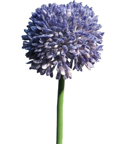 POWERS TO FLOWERS - AGLIO GIGANTE BIANCO, ALLIUM GIGANTEUM MOUNT Everest Vaso 12 Cm Diametro Pianta Vera