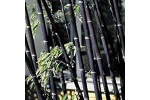 LAMPHLE 100Pcs Phyllostachys Pubescens Semi di bambù Piante da giardino per la casa Decorazioni ornamentali per piantare giardini Semi di bambù nero