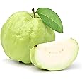 Green view "Giant Vietnamese" Clone Type Hybrid Guava - 1 Healthy Live 'Giant Vietnamese Amrood Fruit Plant' 1.5-2 Ft Height in Nursery Grow Bag for Home Garden