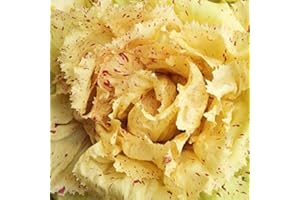 KRÄUMA Radiccio' Variegata di Castelfranco' - 100 Seme