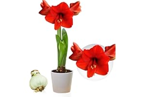 DUTCH BULBS EXCLUSIVE PLANTS FROM HOLLAND Bulbi di Amaryllis Red Passion - Bulbi Fiori in grande formato 26/30-1 Pezzo - Piante e Fiori Esclusivi dall'Olanda - Autentici Hippeastrum (non semi, senza cera e non artificiali)