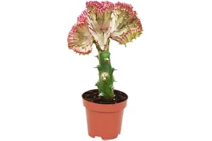 Live Cactus Plants for Indoor- 30cm Tall Coral Cactus in 10.5cm Pot | Large House Cacti Plant | Euphorbia Lactea Cristata - Great Gift Idea for Cacti Lovers
