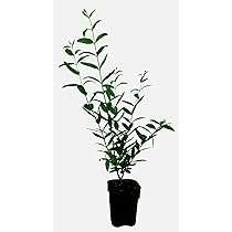 Sunny Tree Granatapfelbaum - Winterhart, 160cm, Selbstbestäubend