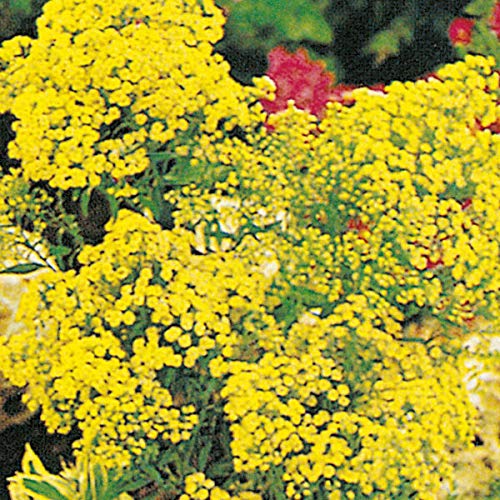 Preisvergleich Produktbild AGROBITS Solidago - Gelb s - 2500 See