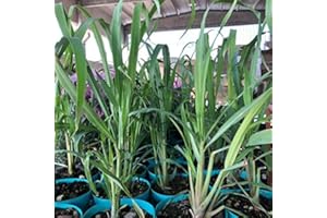 AMAZONSEEEDS 1 PIANTA DI CITRONELLA, 20-30CM, ANTIZANZARE NATURALE,Cymbopogon citratus,