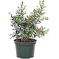 Dwarf pomegranate tree live plant || 1 healthy fruit plant