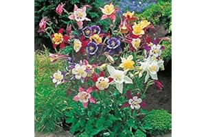 PAGANO DOMENICO E FIGLI SEMENTI DAL 1954 AQUILEGIA GIGANTE MISCUGLIO NR.50 SEMI