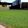 American Bermuda Lawn Grass Seeds | Imported American Bermuda Lawn Grass Seeds For Lawn, Sport Grounds & Garden (Pack Of 100 Seeds)