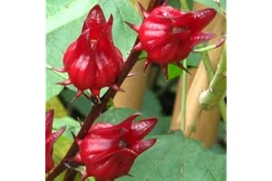 Haloppe Paquete de 50 semillas de Roselle rojas para plantar en el jardín de su casa, semillas de Roselle rojas en macetas de jardinería Hibiscus Sabdariffa Seeds para Parterre Rojo