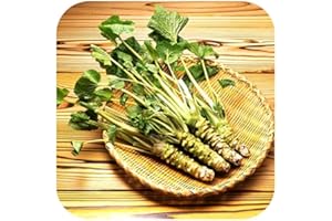 GROWTANICAL Organic Wasabi Japonica 'Mephisto Green' Plug Plants x 3 'Grow Your Own'