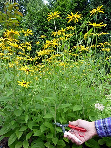 Okatsune 304 Blumenschere mit langer Klinge - 4
