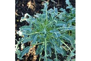 LE GEORGICHE Cavolo broccolo a getti di Napoli Spigariello (Semente)