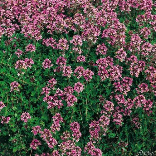 Garten-Schlüter Rosa Thymian – Wilder Feldthymian – 5 Stück - 4