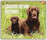 Chocolate Labrador Retriever - For the love of 2016 - Braune Labradore - 18-Monatskalender mit freier DogDays-App: Original BrownTrout-Kalender - Deluxe [Mehrsprachig] [Kalender] (Deluxe-Kalender) by 