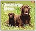 Chocolate Labrador Retriever - For the love of 2016 - Braune Labradore - 18-Monatskalender mit freier DogDays-App: Original BrownTrout-Kalender - Deluxe [Mehrsprachig] [Kalender] (Deluxe-Kalender) by 