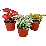 Exotenherz - Set mit 3 verschiedenfarbige Fittonia -Pflanze, Silbernetzblatt, Mosaikpflanze, 9cm Topf