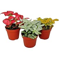 Exotenherz - Set mit 3 verschiedenfarbige Fittonia -Pflanze, Silbernetzblatt, Mosaikpflanze, 9cm Topf