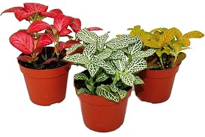 Exotenherz Set med 3 olika färger Fittonia, silvernätblad, mosaikväxt, 9 cm kruka