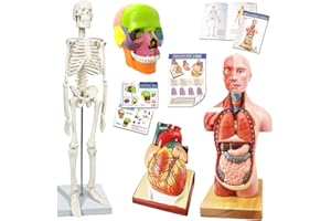 Anatomie Modell Torso Skelett Herz halbe Größe Schädel mit Gehirn-Modelle-Beste Anatomie Modell Bundle Set von 4 Hands-on 3D Modell Study Tools für Medizinstudenten, Bildungs-Kit