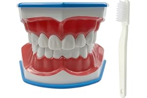 YOUYA DENTAL Youya, modello dentale 2 volte grande, modello dentistico per insegnamento dentistico con spazzolino da denti modello dentistico con lingua, per bambini