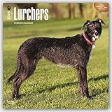 Lurchers 2016 - Lurcher - 18-Monatskalender mit freier DogDays-App: Original BrownTrout-Kalender [Mehrsprachig] [Kalender] (Wall-Kalender) by 