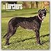 Lurchers 2016 - Lurcher - 18-Monatskalender mit freier DogDays-App: Original BrownTrout-Kalender [Mehrsprachig] [Kalender] (Wall-Kalender) by 