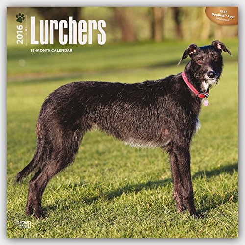 Lurchers 2016 - Lurcher - 18-Monatskalender mit freier DogDays-App: Original BrownTrout-Kalender [Mehrsprachig] [Kalender] (Wall-Kalender)