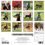 Image de Just Dobermans 2017 Calendar