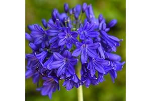 THOMPSON & MORGAN Agapanthus Flower African Blue Lily Plant Drought Tolerant Dark Blue Exotic Blooms, Low Maintenance Hardy Perennial, 1 x 9cm Potted Agapanthus Flower of Love by Thompson and Morgan