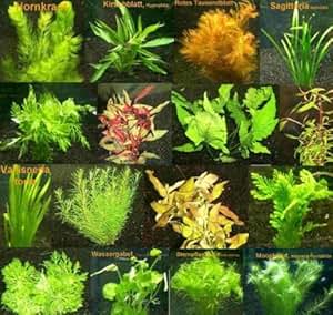 140 Aquarienpflanzen in rot und grÃ¼n, 20 Bund: Amazon.de