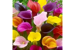 VMOLI Natural y orgánico,Lirio Cala Bulbos,Bulbo Raro De Calla Lily,Adaptable,Exótico,Flores Boda,Planta Rara,Flores Corte Perfecto-4 Bulbos,a